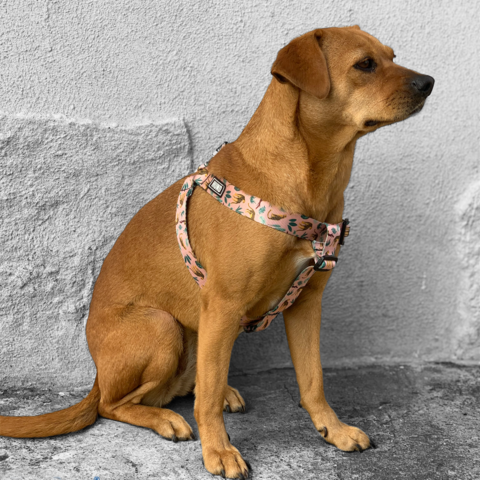 PRETAL HUND CHEETAH - Imagen 5