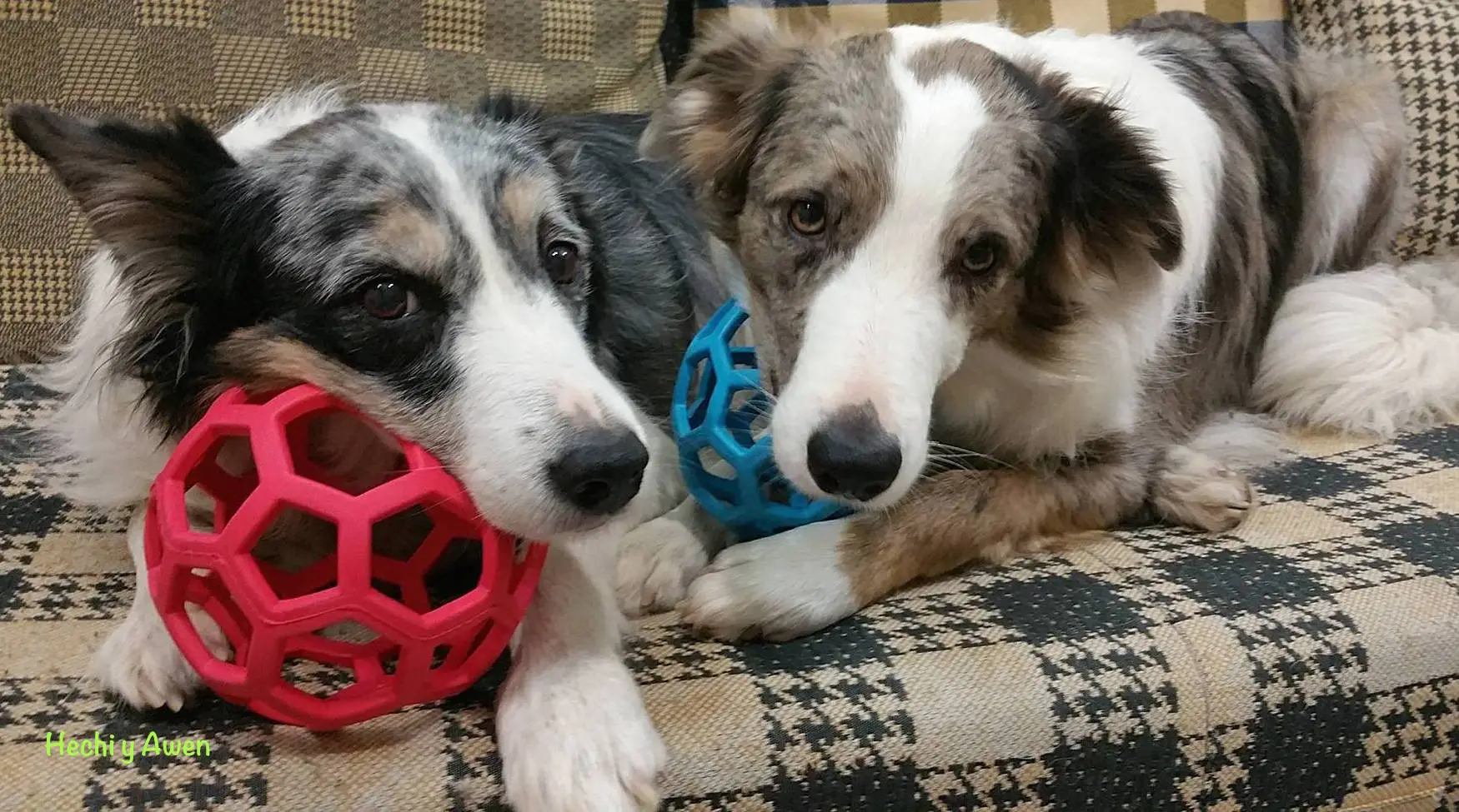 Pelota JW Pet Holee Roller