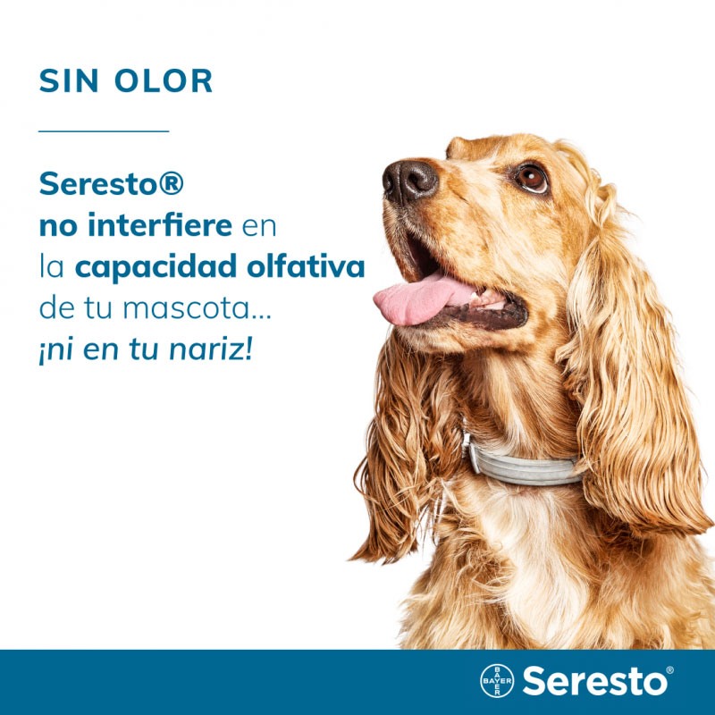 Seresto collar antipulgas perro pequeño 38 cm - Imagen 5